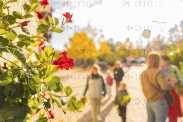 Close-up of red flowers under autumnal sunlight as people stroll in the background, Urschelherbst street festival, Nagold, Germany