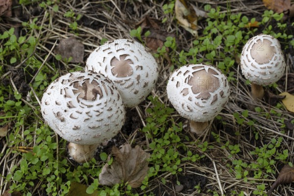 Amanita vittadinii, mushroom