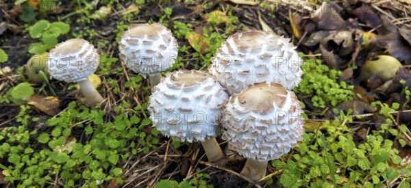 Amanita vittadinii, mushroom. Russia