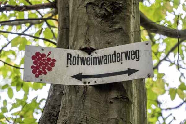 Guide to the red wine hiking trail in the Ahr Valley, logo, here near Altenahr, Rhineland-Palatinate
