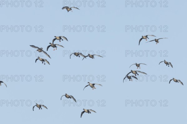 Pink-footed goose (Anser brachyrhynchus) adult geese birds in flight in a flock or skein in winter, Norfolk, England, United Kingdom