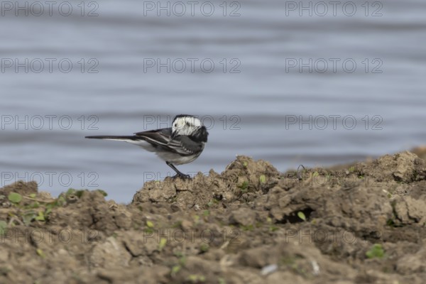 Pied wagtail (Motacilla alba) adult bird on the edge of a lake, England, United Kingdom