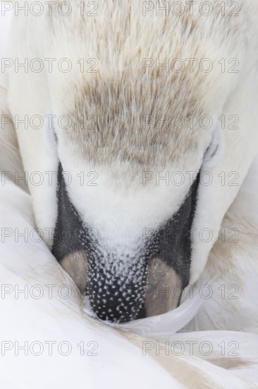 Mute swan (Cygnus olor) juvenile bird resting, England, United Kingdom
