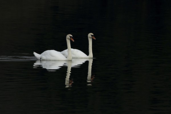 Mute swan (Cygnus olor) two adult birds on a lake with a reflection on the calm water, England, United Kingdom