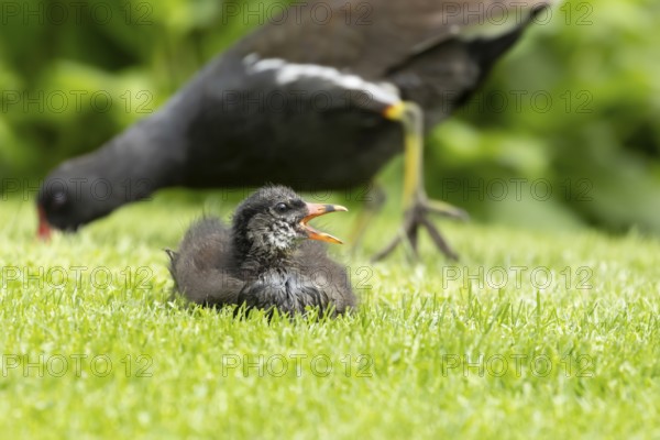 Moorhen (Gallinula chloropus) adult parent bird and juvenile baby bird on a grass lawn, England, United Kingdom
