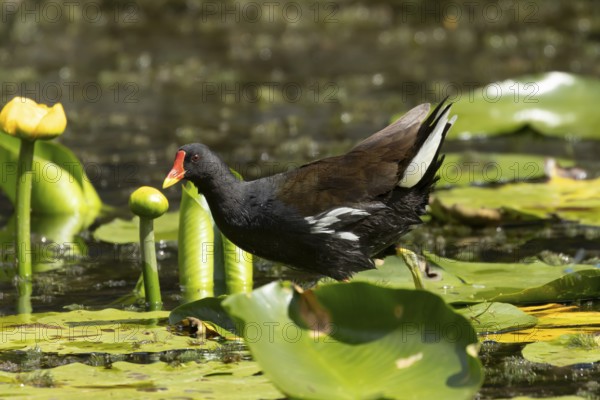 Moorhen (Gallinula chloropus) adult bird walking on a water lily pad in a pond, England, United Kingdom