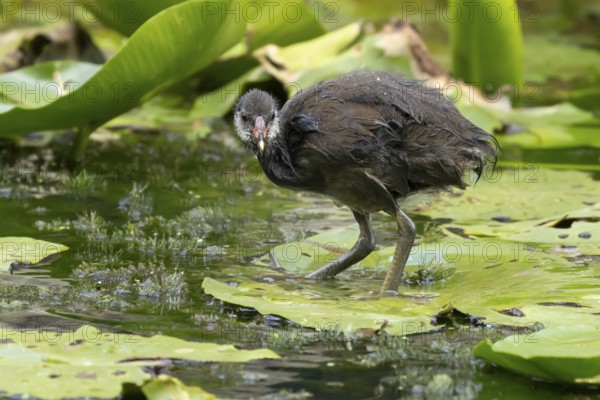 Moorhen (Gallinula chloropus) juvenile baby bird on a water lily pad in a pond, England, United Kingdom