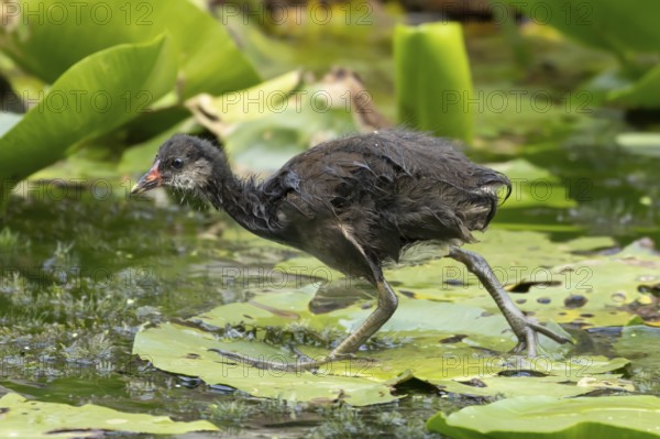 Moorhen (Gallinula chloropus) juvenile baby bird walking on a water lily pad in a pond, England, United Kingdom