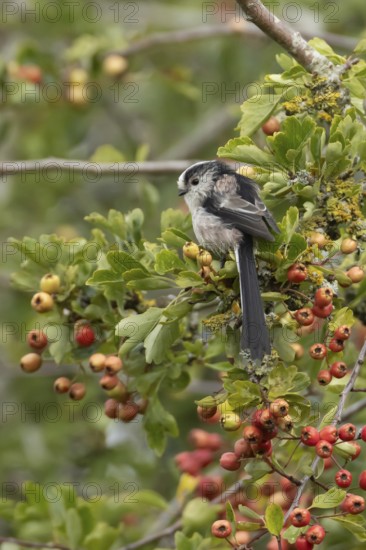 Long tailed tit Aegithalos caudatus adult bird on a Hawthorn tree branch with red berries in summer, England, United Kingdom