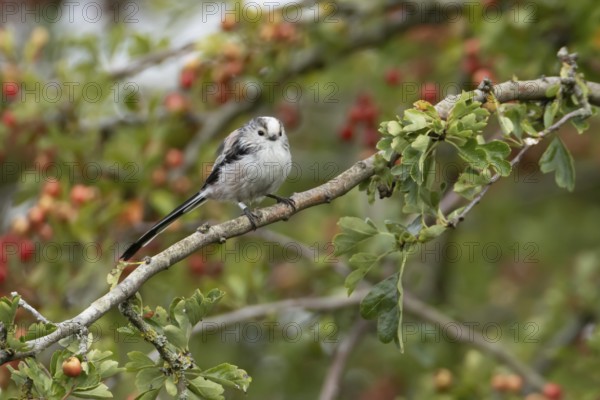 Long tailed tit Aegithalos caudatus adult bird on a tree branch, England, United Kingdom