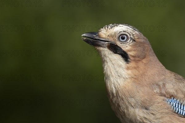Eurasian jay (Garrulus glandarius) adult bird head portrait, England, United Kingdom