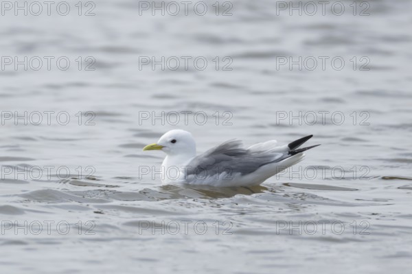 Kittiwake (Rissa tridactyla) adult bird on a coastal lagoon, England, United Kingdom