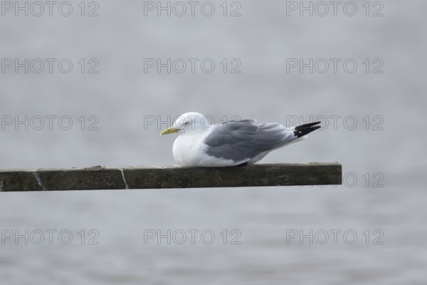 Kittiwake (Rissa tridactyla) adult bird sleeping on a wooden post in a coastal lagoon, England, United Kingdom