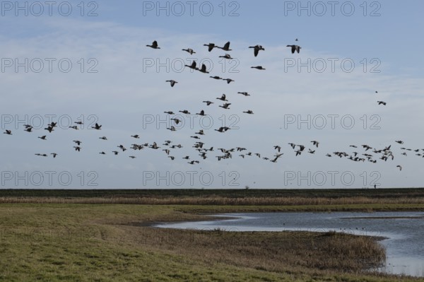Greylag goose (Anser anser) adult geese birds in flight in a flock or skein over a lagoon in winter, RSPB Frampton marsh nature reserve, Lincolnshire, England, United Kingdom
