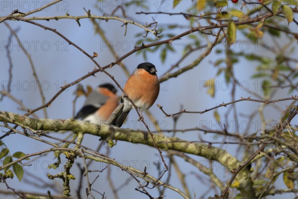 Eurasian bullfinch (Pyrrhula pyrrhula) adult male bird on a tree branch in a hedgerow, England, United Kingdom