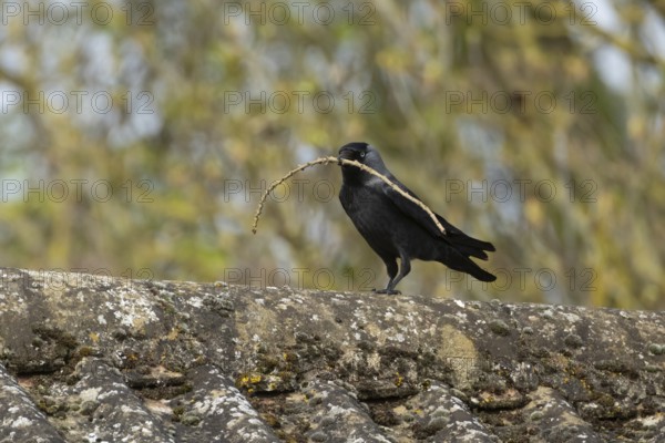 Jackdaw (Corvus monedula) adult bird on an urban house roof with a tree branch for nesting material in its beak in the spring, England, United Kingdom