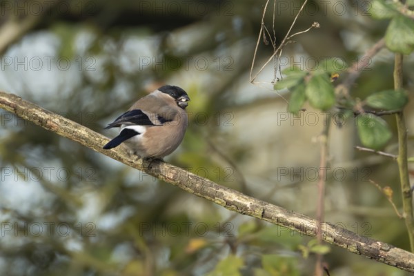 Eurasian bullfinch (Pyrrhula pyrrhula) adult female bird on a tree branch in a hedgerow, England, United Kingdom