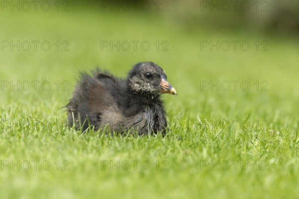 Moorhen (Gallinula chloropus) juvenile baby bird on a grass lawn, England, United Kingdom