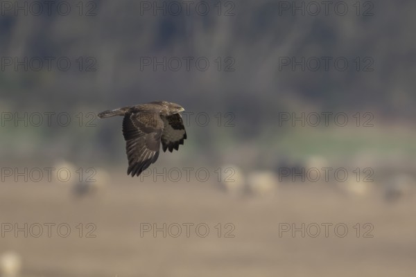Common buzzard (Buteo buteo) adult bird of prey flying over farmland, England, United Kingdom