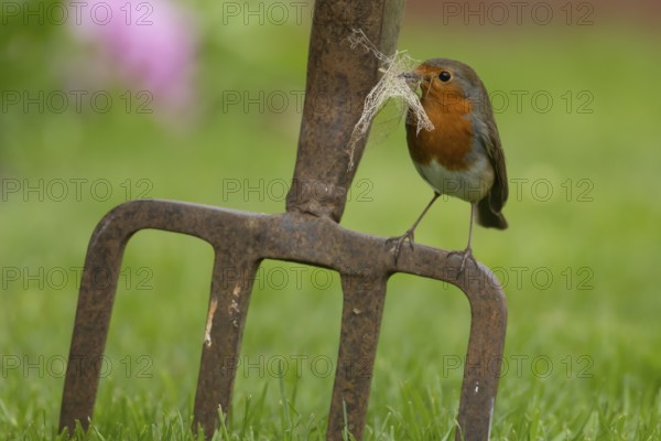 European robin (Erithacus rubecula) adult bird on a garden fork with nesting material in its beak in the spring, England, United Kingdom