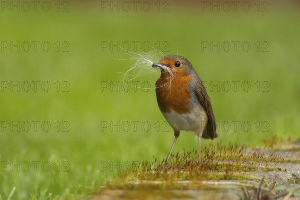 European robin (Erithacus rubecula) adult bird in a garden with nesting material in its beak in the spring, England, United Kingdom