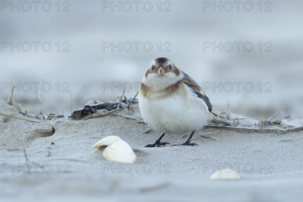 Snow bunting (Plectrophenax nivalis) adult bird on a beach in winter, England, United Kingdom