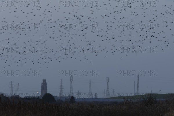 Eurasian starling (Sturnus vulgaris) adult birds flying in flight in a murmuration in winter with an urban church and electricity pylons in the background, England, United Kingdom