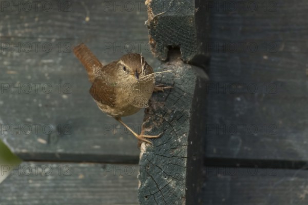 Eurasian wren (Troglodytes troglodytes) adult bird on a garden shed with nesting material in its beak in spring, England, United Kingdom