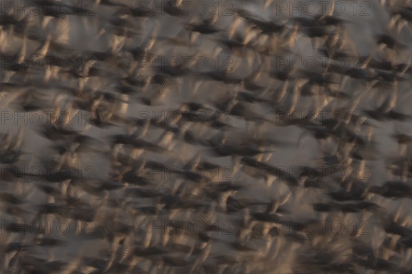 Eurasian starling (Sturnus vulgaris) adult birds flying in a flock in a murmuration at sunset in winter - slow motion blur image, England, United Kingdom