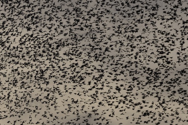 Eurasian starling (Sturnus vulgaris) adult birds flying in a flock in a murmuration at sunset in winter, England, United Kingdom