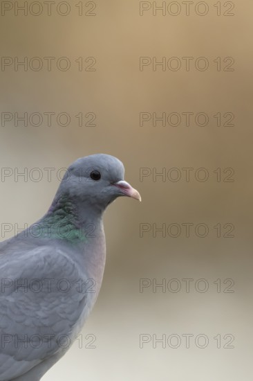 Stock dove (Columba oenas) adult bird head portrait, England, United Kingdom