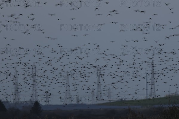 Eurasian starling (Sturnus vulgaris) adult birds flying in flight in a murmuration in winter with urban electricity pylons in the background, England, United Kingdom