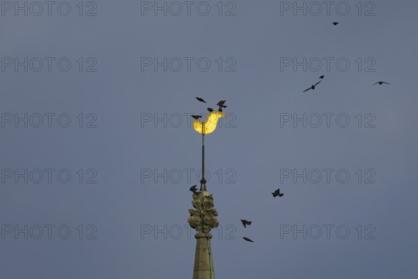 Eurasian starling (Sturnus vulgaris) adult birds flying and on a church spire at dusk, England, United Kingdom