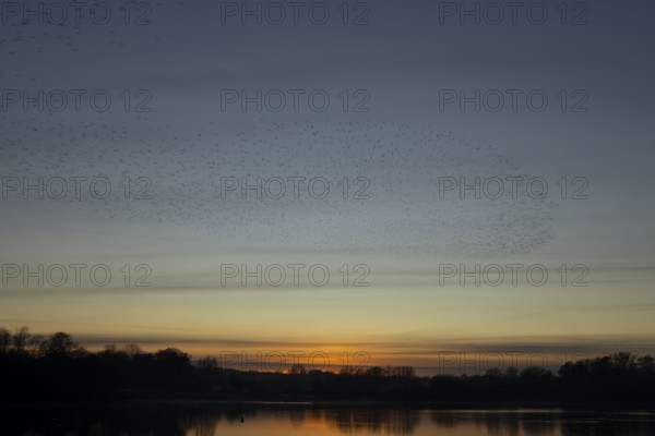Eurasian starling (Sturnus vulgaris) adult birds flying in flight in a murmuration over a lake at sunset in winter, England, United Kingdom