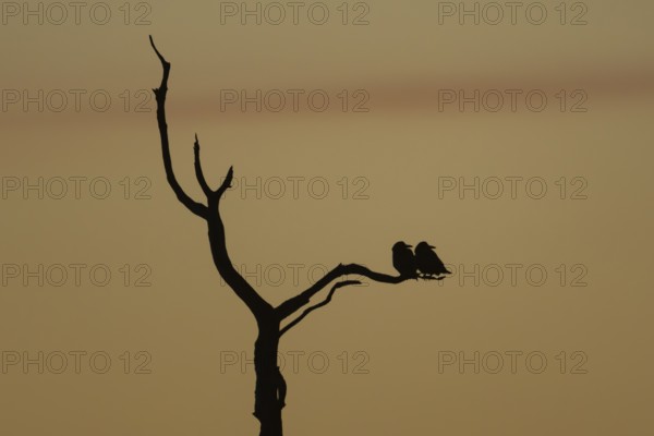 Rook (Corvus frugilegus) silhouette of two adult birds roosting on a tree branch at sunset, England, United Kingdom