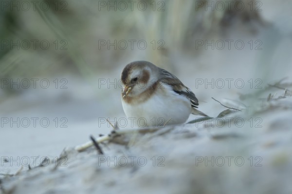 Snow bunting (Plectrophenax nivalis) adult bird feeding on a beach in winter, England, United Kingdom