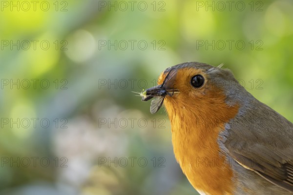 European robin (Erithacus rubecula) adult bird in a garden with insects for food in its beak in the spring, England, United Kingdom