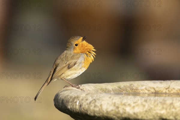 European robin (Erithacus rubecula) adult bird singing on a garden bird bath in the spring, England, United Kingdom
