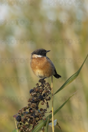European stonechat (Saxicola rubicola) adult bird on a bramble branch, England, United Kingdom