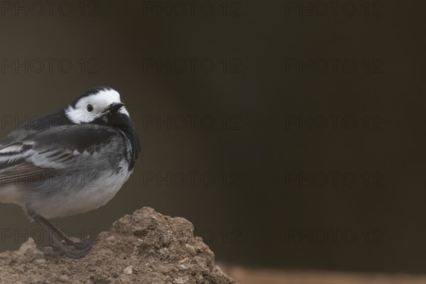 Pied wagtail (Motacilla alba) adult bird on pile of soil, England, United Kingdom