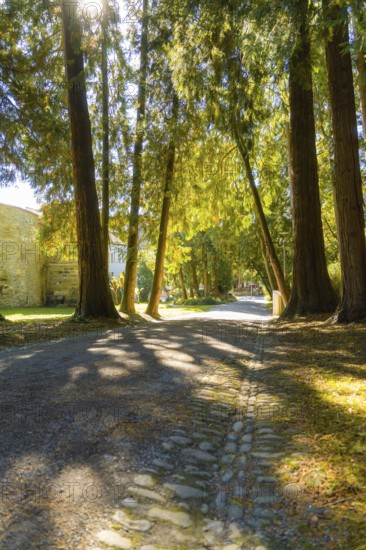 A path lined with large trees in bright sunlight, Überlingen, Lake Constance, Germany