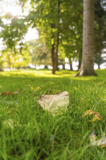 Autumn leaves on a green meadow in a sunny park, radiating peace, Überlingen, Lake Constance, Germany