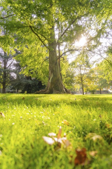 A large tree in sunlight, surrounded by a green meadow and autumn trees, Überlingen, Lake Constance, Germany