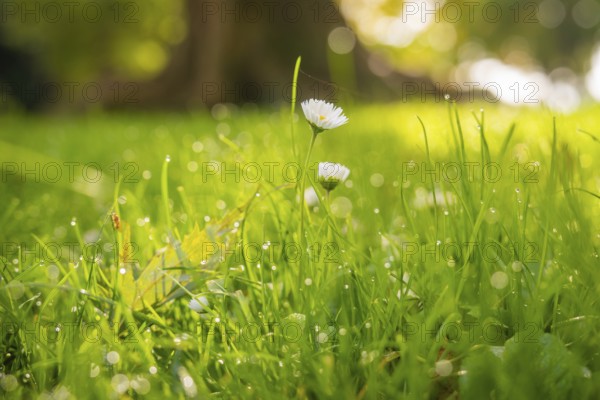 Daisies in dewy grass, illuminated by soft sunbeams in the background, Überlingen, Lake Constance, Germany