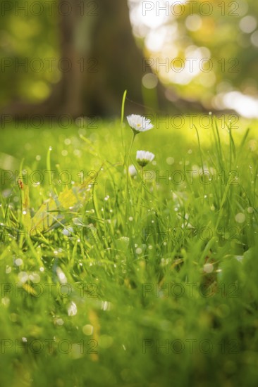 Close-up of daisies and dewy grass in the morning light, conveys spring feelings, Überlingen, Lake Constance, Germany