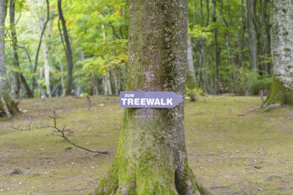 Signpost on a tree in a dense forest, inviting you to walk, Überlingen, Lake Constance, Germany