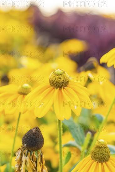 Close up of bright yellow flowers, bright and colorful, Überlingen, Lake Constance, Germany