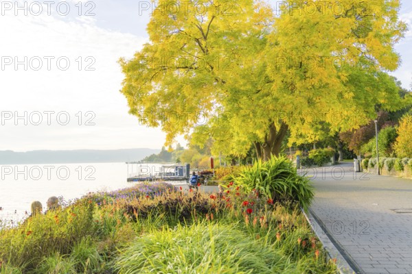 Promenade with yellow autumn leaves along the peaceful lakeside, Überlingen, Lake Constance, Germany