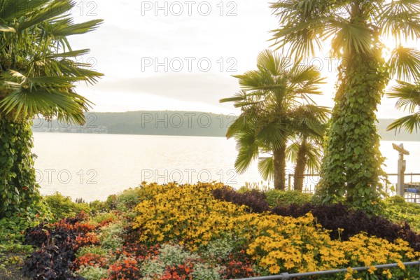 Tropical-looking garden with palm trees and flowers at the lake at sunrise, Überlingen, Lake Constance, Germany