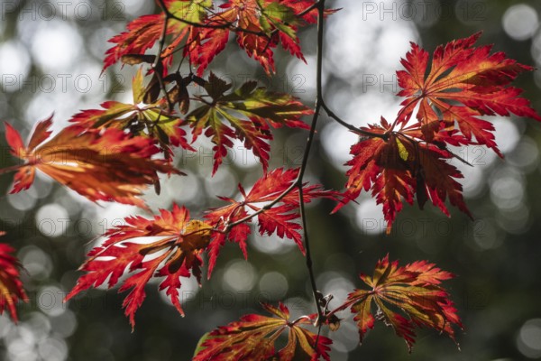 Adenhut leaf maple (Acer japonicum aconitifolium), autumn leaves, Emsland, Lower Saxony, Germany